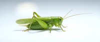 Green grasshopper isolated on white background, side view of insect with long antennae for nature, wildlife, and educational design projects.