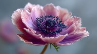 Pink poppy flower with ruffled petals and dark purple center blooming in soft focus background for spring garden and floral design projects.