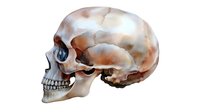 Anatomically accurate side view of human skull in watercolor style showing detailed bone structure and natural coloring with sepia and brown tones on white background.
