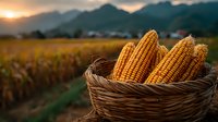 Fresh corn cobs in wicker basket at sunset harvest time with golden agricultural field and mountain landscape background for farming concepts.