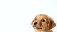 Adorable golden retriever puppy with expressive eyes on white background, isolated for pet care designs and animal lover projects.