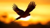 Majestic bird silhouette soaring against vibrant orange sunset sky, dramatic backlit wings spread wide in graceful flight creating striking contrast and atmosphere.