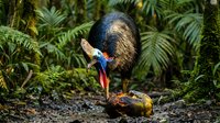 Southern cassowary bird feeding chick in tropical rainforest habitat with lush green ferns creating natural wildlife scene for educational content.