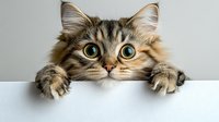 Curious fluffy tabby cat with bright green eyes peeking over white surface, front paws visible, showing playful and mischievous expression against light background.