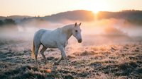 White horse walking through misty meadow at sunrise, golden light breaking through fog over rural landscape, suitable for nature, equestrian, and wellness design projects.