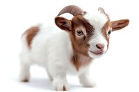 Adorable brown and white baby goat kid standing on white background, looking at camera with curious expression. Isolated farm animal portrait for agriculture and livestock designs.