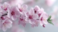 Delicate pink cherry blossoms with soft petals and visible stamens blooming on branch against dreamy blurred background for spring seasonal designs.