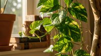 Golden pothos houseplant with variegated green and yellow leaves cascading in warm sunlight near window, perfect for indoor gardening and home decor projects.