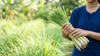 Farmer holding fresh green onions or scallions harvested from garden, wearing blue shirt outdoors in natural daylight for agriculture and farming concepts.