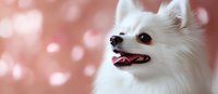 White fluffy dog with brown eyes smiling against soft pink bokeh background, perfect for pet care, veterinary, and animal wellness marketing materials.