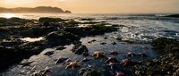 Golden sunset over rocky coastline with tide pools and starfish scattered across wet rocks during low tide at peaceful ocean shore.