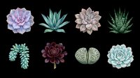 Succulent plants collection featuring eight isolated botanical specimens including echeveria, aloe, aeonium, and haworthia varieties on transparent background. Ready for clipart, t-shirt design, print-on-demand, stickers, and sublimation projects.