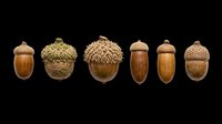Six acorns of various sizes and types isolated on transparent background, ready for fall clipart, stickers, t-shirt design, print on demand, and sublimation projects.