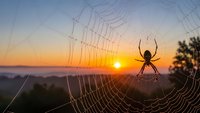 Spider silhouette on web at golden hour sunrise with dewdrops and warm orange sky background for nature photography and wildlife concepts.