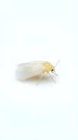 Pale yellow whitefly insect with translucent wings isolated on white background, suitable for entomology, pest control, agriculture, and educational materials.