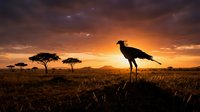 Secretary bird standing on ground at sunset in African savanna landscape with acacia trees and golden sky.