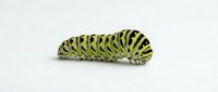 Striped caterpillar larva with yellow and black markings isolated on white background, suitable for educational materials, nature illustrations, and wildlife design projects.