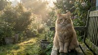 Long-haired tabby cat sitting on wooden bench in sunlit garden with green foliage and plants surrounding, peaceful outdoor pet portrait.