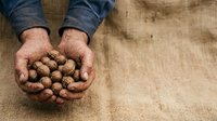 Farmer's hands holding freshly harvested peanuts over burlap sack, agricultural harvest and crop production concept for farming industry.