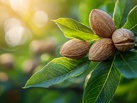 Fresh pecan nuts growing on tree branch with green leaves in sunlight, natural bokeh background, agricultural harvest concept for healthy food production.