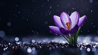 Purple crocus flower blooming in rain with water droplets on petals against dark background. Spring garden concept for nature and seasonal designs.