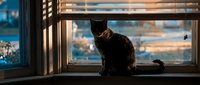 Tabby cat sitting on windowsill gazing outdoors at sunset, warm golden light streaming through window blinds, cozy home interior scene.