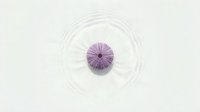 Purple sea urchin shell on white background with circular ripple pattern. Marine biology specimen for educational and decorative purposes.