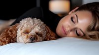 Young Caucasian woman sleeping peacefully with her brown cockapoo dog on white bedding, intimate lifestyle portrait showing bond between pet and owner in cozy bedroom.