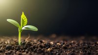 Young green plant seedling emerging from rich dark soil with warm sunlight creating growth and development concept for agriculture and gardening.