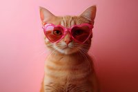 Orange tabby cat wearing pink heart-shaped sunglasses on pink background for Valentine's Day themed pet photography and romantic greeting cards.