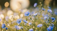Blue wildflowers blooming in golden sunlight with soft bokeh background creating dreamy natural meadow scene for spring and summer designs.