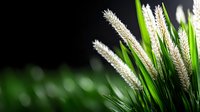 Close-up of white feathery grass plumes with green stems against dark blurred background, suitable for nature and botanical design projects.