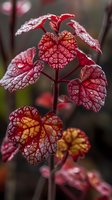 Red and pink heuchera leaves with intricate vein patterns catching morning light, creating a dramatic natural display in garden setting.