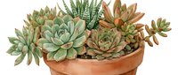 Potted succulent plants with varied green and bronze foliage arranged in terracotta container. Suitable for home decor, gardening, botanical, and interior design projects.