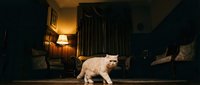 White domestic cat walking across dark moody living room floor with warm lamp lighting and vintage furniture creating cozy atmospheric home interior scene.