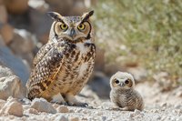 Great horned owl parent with baby owlet standing on rocky ground in natural habitat, wildlife photography showing tender family moment in nature setting.
