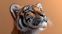 Young Bengal tiger head in profile looking up against blurred orange background, showing detailed fur texture and intense blue eyes. Majestic wild animal portrait.