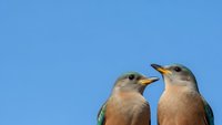 Two colorful jay birds perched together against clear blue sky background, perfect for nature and wildlife photography projects.