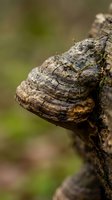Close-up macro shot of textured tree bark with natural patterns and moss growth on blurred green forest background for nature photography projects.