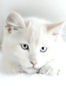 White cat with striking blue eyes lying on soft white surface, creating ethereal and dreamy mood. Close-up portrait showcases feline grace and purity.