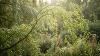 Graceful willow branches with delicate green leaves swaying in soft sunlight, creating peaceful natural atmosphere for wellness and meditation content.