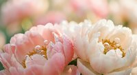Soft pink and white peony flowers in full bloom with golden centers creating romantic floral arrangement for spring garden wedding decoration backgrounds.