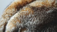Close up macro shot of red fox fur texture showing detailed natural pattern of soft winter coat with orange, grey and white hairs in sunlight.