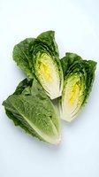 Fresh romaine lettuce heads cut in half showing crisp green leaves and white stems isolated on white background for healthy cooking and salad preparation.
