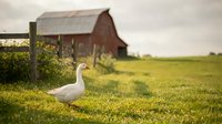 White domestic goose standing in green pasture with rustic red barn and wooden fence in background during golden hour countryside farm setting.