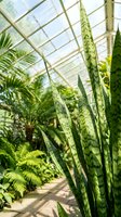 Snake plant and tropical foliage in bright greenhouse conservatory with glass ceiling creating natural botanical garden atmosphere for wellness decor.