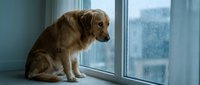Golden retriever sitting by window looking outside on rainy day, pet waiting alone at home, loneliness and separation anxiety concept.