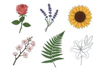 Red rose with green stem and leaves, purple lavender sprigs, bright sunflower, delicate cherry blossoms, green fern frond, and white lily sketch. Isolated botanical illustrations for design use.