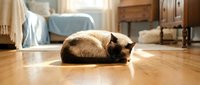 Siamese cat resting on wooden floor in sunlit home interior with furniture and window light.