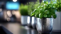 Fresh basil plant growing in modern silver metallic pot with chevron pattern design against blurred background with bokeh lights. Decorative indoor herb gardening.